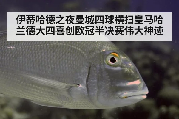 伊蒂哈德之夜曼城四球横扫皇马哈兰德大四喜创欧冠半决赛伟大神迹